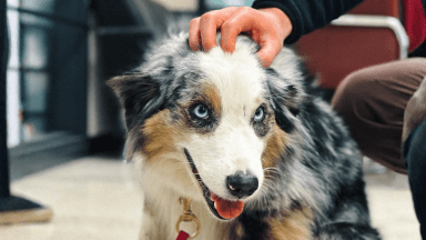 Activité de présence animalière